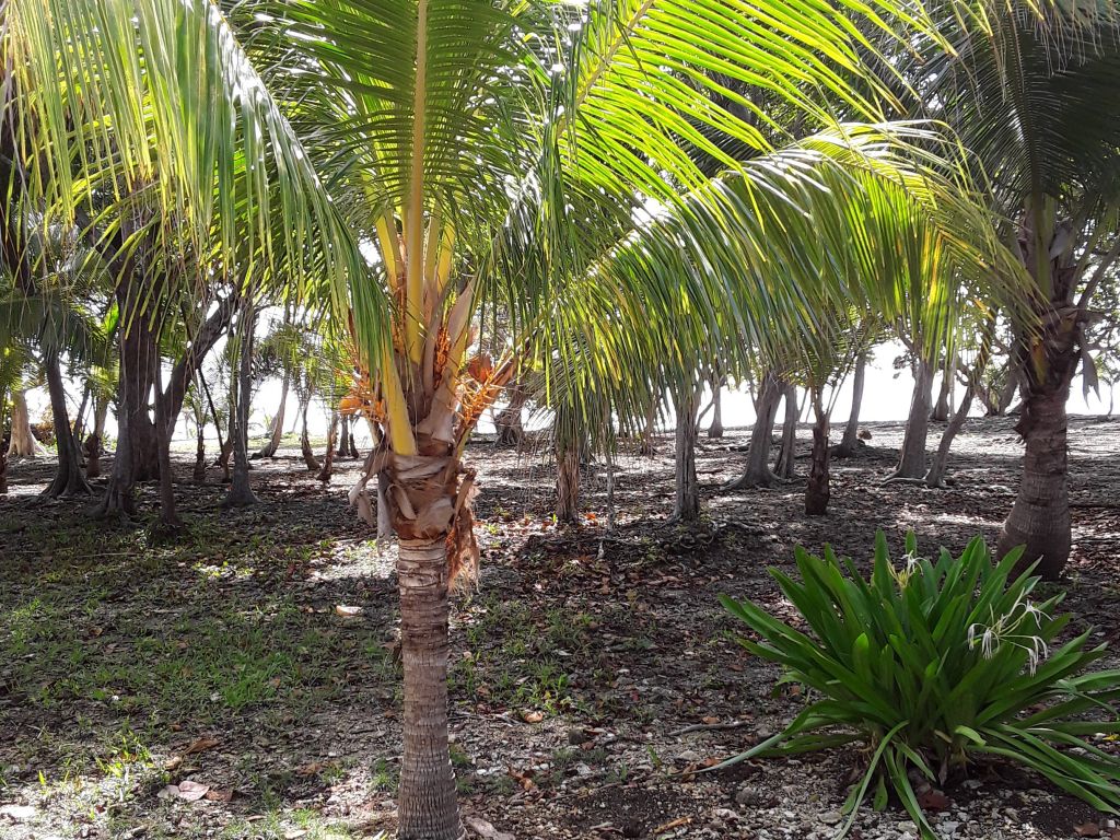 Listing ID: URE0608, Silver Gardens Utila, Bay Islands, HN - Beachfront Lot At Silver Gardens, Photo #