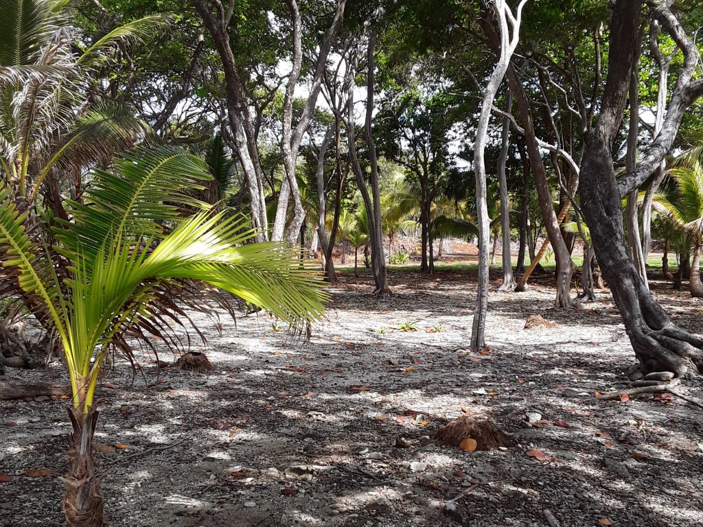 Listing ID: URE0608, Silver Gardens Utila, Bay Islands, HN - Beachfront Lot At Silver Gardens, Photo #