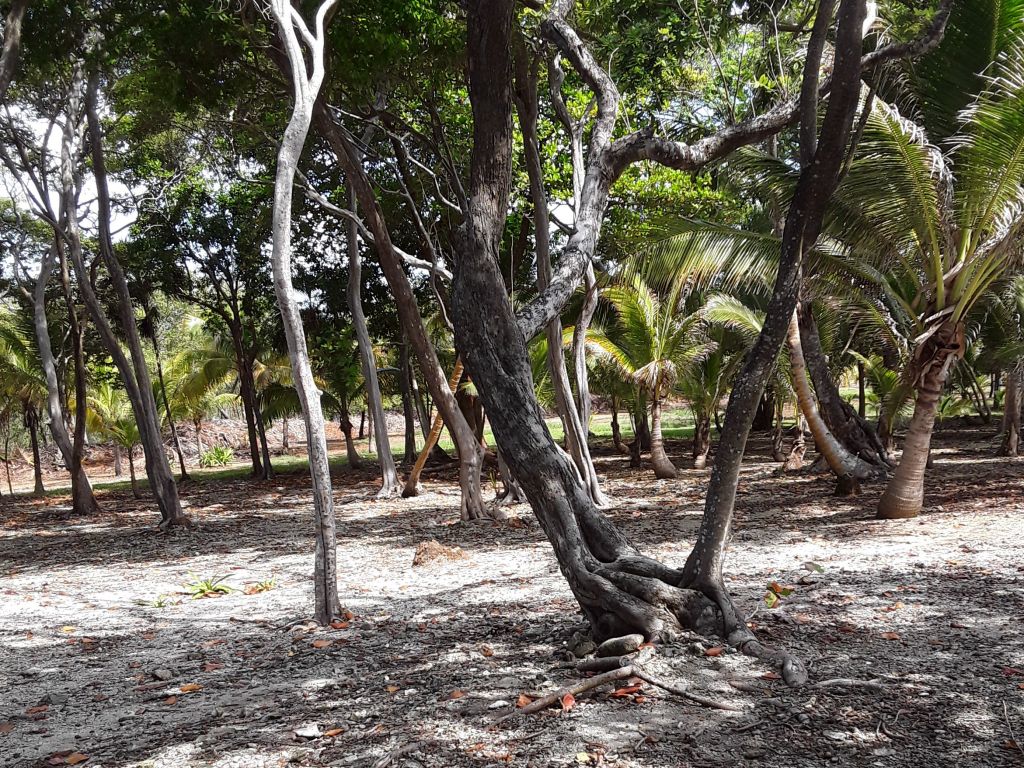 Listing ID: URE0608, Silver Gardens Utila, Bay Islands, HN - Beachfront Lot At Silver Gardens, Photo #
