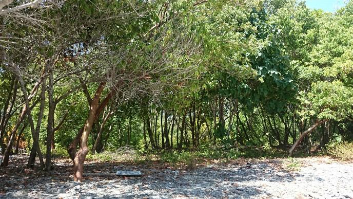 Listing ID: URE0613, Mariner's Landing Utila, Bay Islands, HN - Beachfront At Mariner's Landing, Photo #