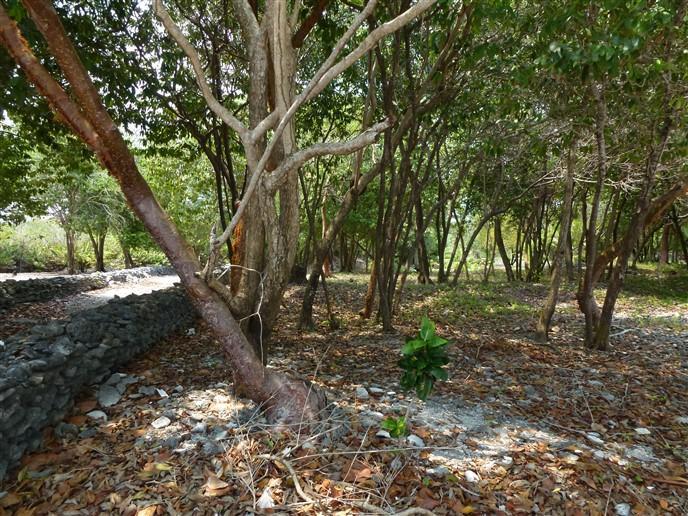 Listing ID: URE0613, Mariner's Landing Utila, Bay Islands, HN - Beachfront At Mariner's Landing, Photo #