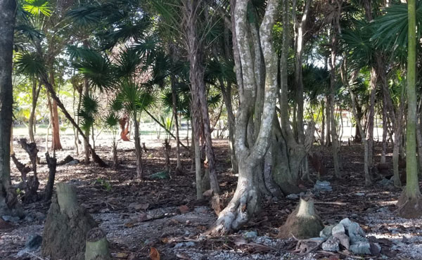 Listing ID: URE0617,  Utila, Bay Islands, HN - 0.375 Acre Beachfront Lot At Silver Garden (Lot A), Photo #