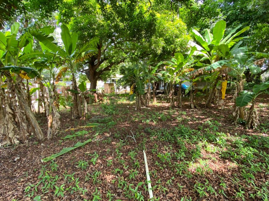 Listing ID: URE0627, Mamey Lane Utila, Bay Islands, HN - Intown Lot, Photo #