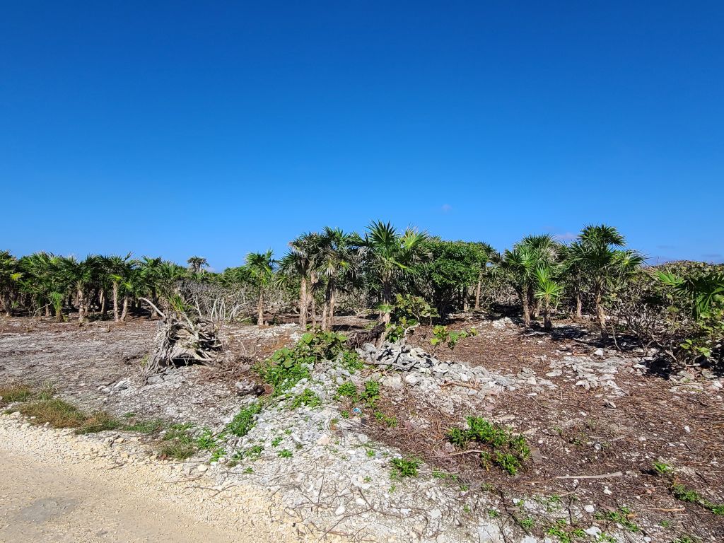 Listing ID: URE0630, Big Bight Utila, Bay Islands, HN - Beachfront At Big Bight Lot #4, Photo #