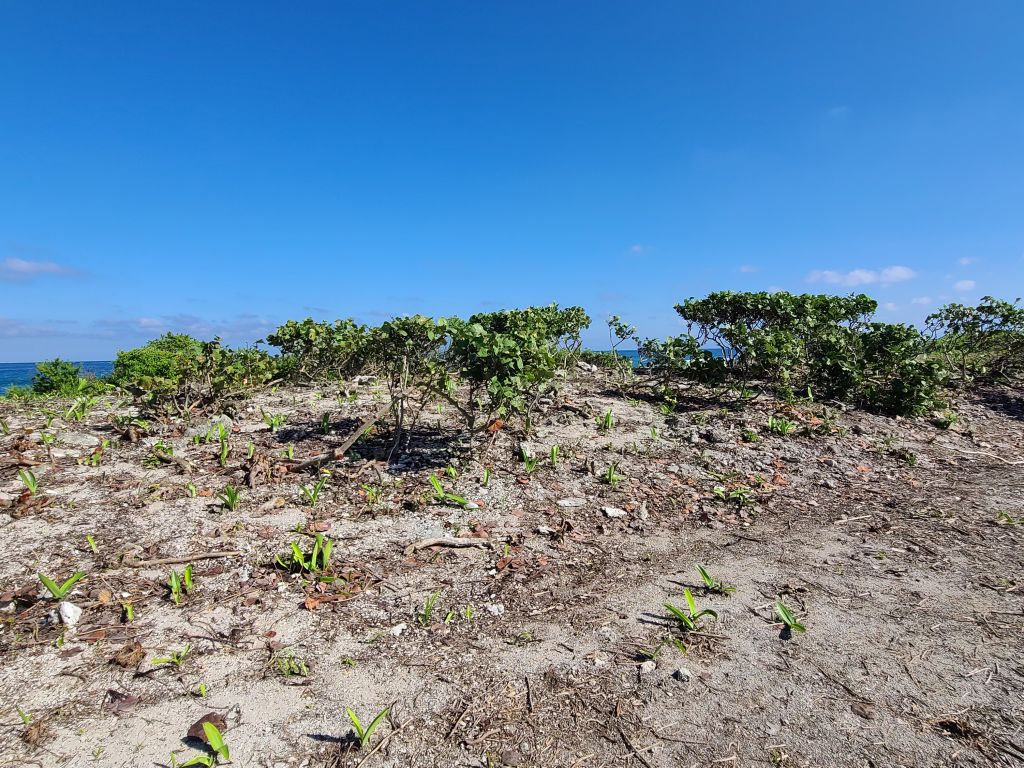 Listing ID: URE0632, Big Bight Utila, Bay Islands, HN - Beachfront At Big Bight Lot #2, Photo #