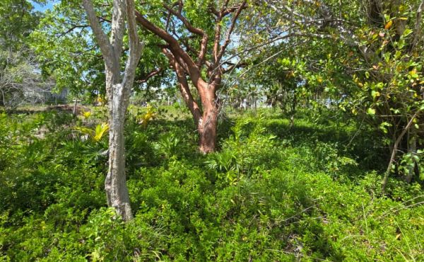 WhatsApp Image 2025-07-23 at 9.09.50 AM (6)