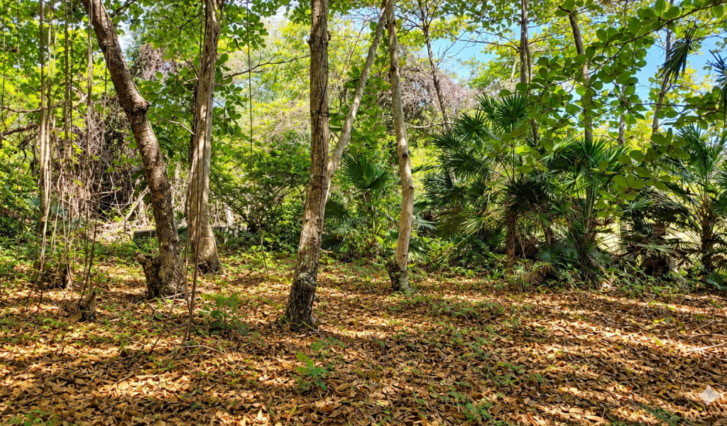 Listing ID: URE0659, Red Cliff Utila, Bay Islands, HN - Red Cliff Lot 8-C, Photo #