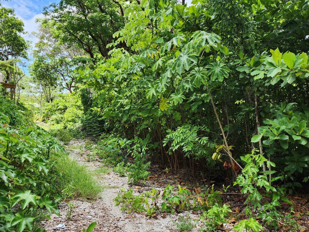 Listing ID: URE0662, Big Rock Utila, Bay Islands, HN - Big Rock Oceanfront Lot 11, Photo #