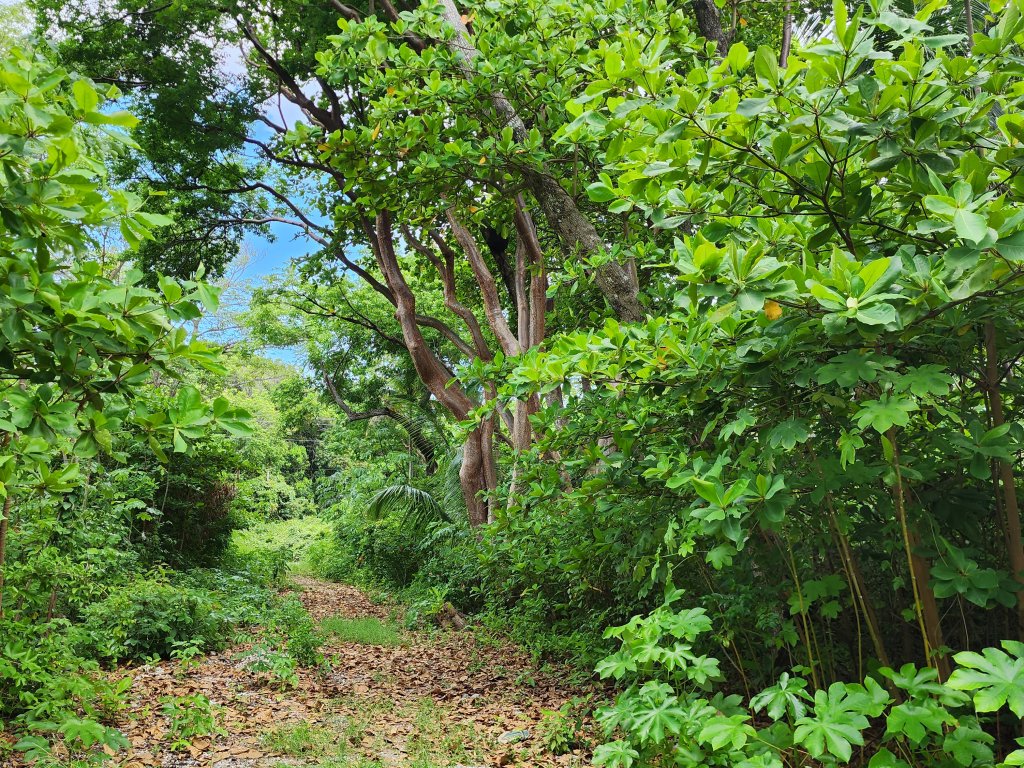 Listing ID: URE0664, Big Rock Utila, Bay Islands, HN - Big Rock Seven Interior Lots, Photo #