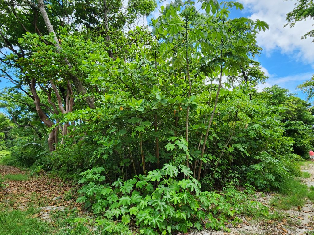 Listing ID: URE0664, Big Rock Utila, Bay Islands, HN - Big Rock Seven Interior Lots, Photo #