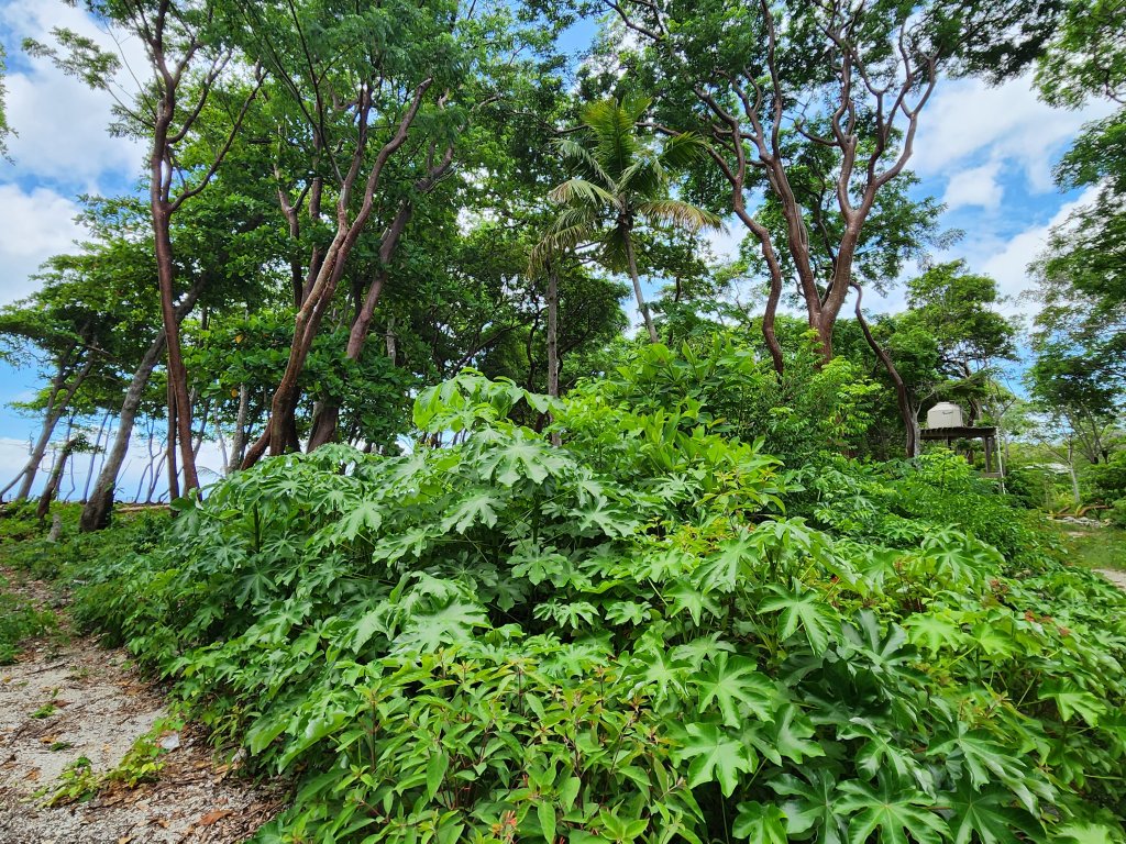 Listing ID: URE0664, Big Rock Utila, Bay Islands, HN - Big Rock Seven Interior Lots, Photo #