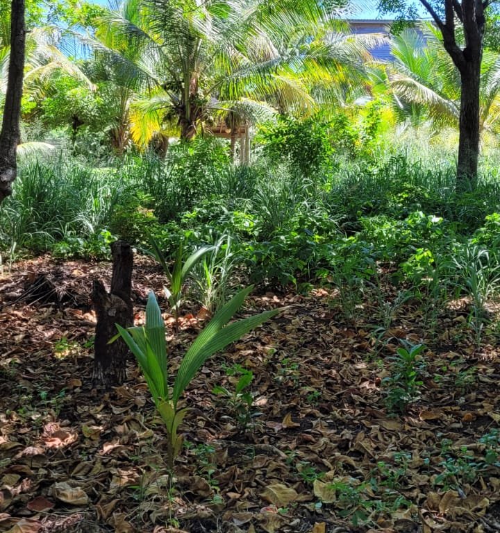 Listing ID: URE0667, Pumpkin Hill Utila, Bay Islands, HN - Pumpkin Hill Lot, Photo #