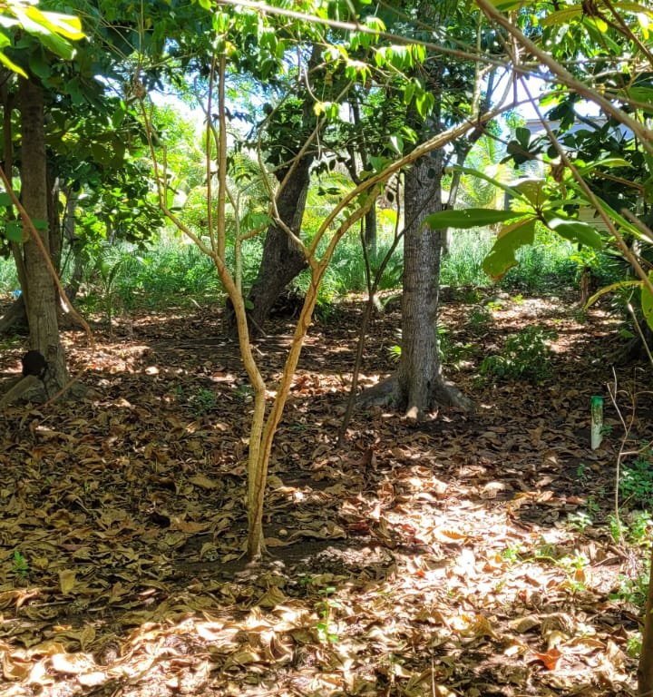 Listing ID: URE0667, Pumpkin Hill Utila, Bay Islands, HN - Pumpkin Hill Lot, Photo #