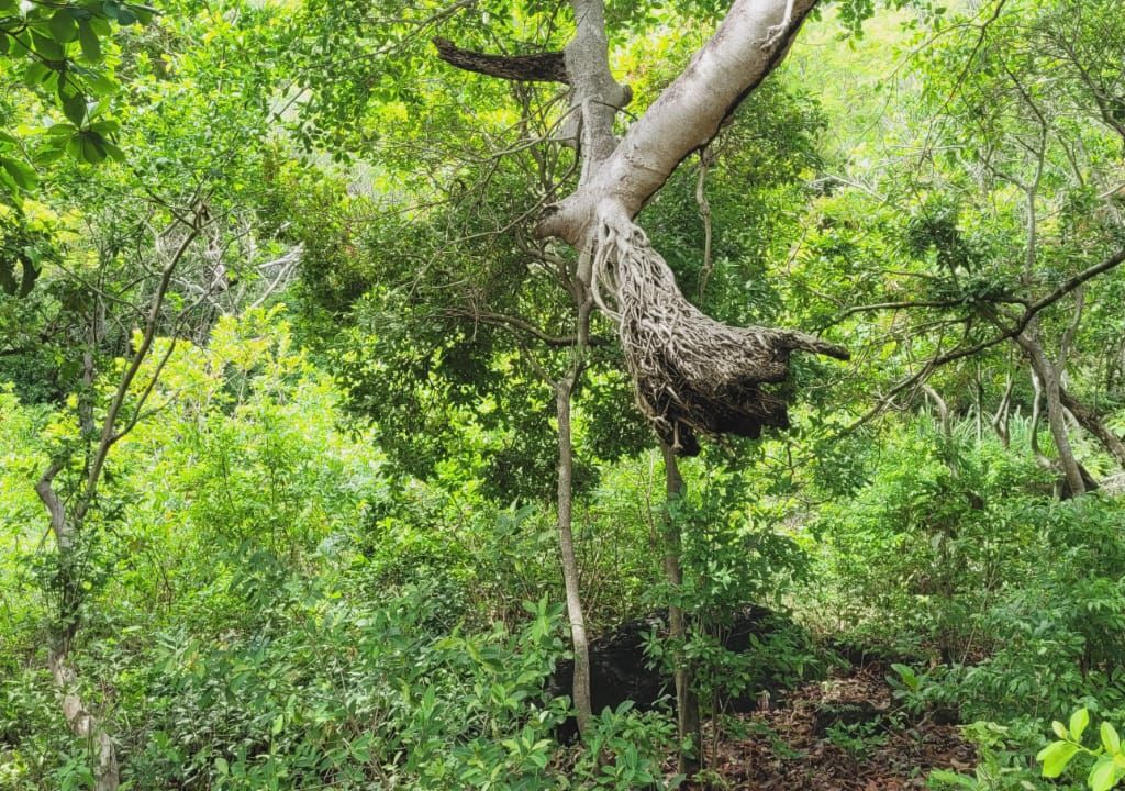 Listing ID: URE0675, Ocean Drive, Pumpkin Hill Utila, Bay Islands, HN - Pumpkin Hill Boulder Lot, Photo #