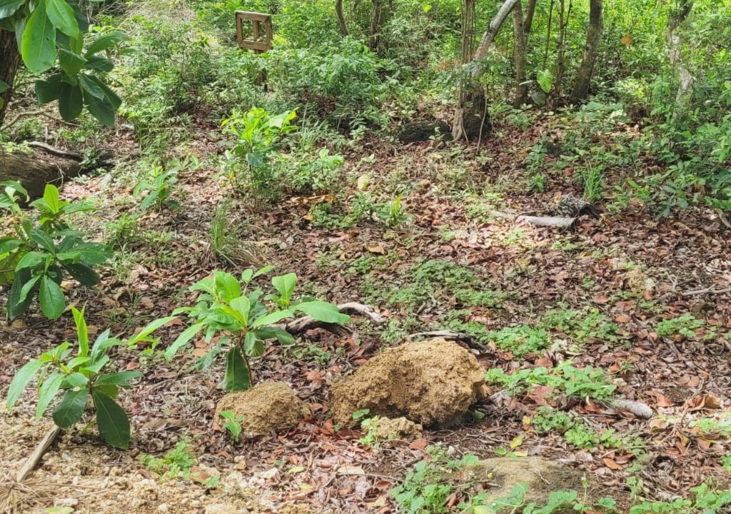 Listing ID: URE0675, Ocean Drive, Pumpkin Hill Utila, Bay Islands, HN - Pumpkin Hill Boulder Lot, Photo #