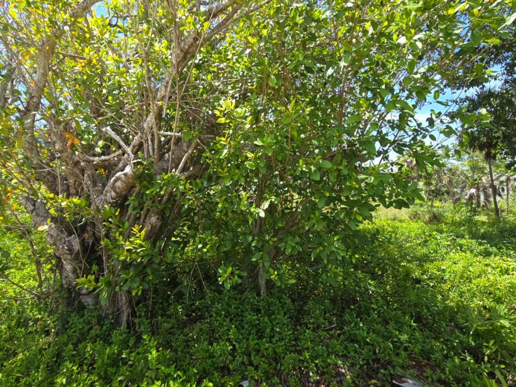 Listing ID: URE0679, The Well Utila, Bay Islands, HN - The Well Oceanview Lot #2, Photo #