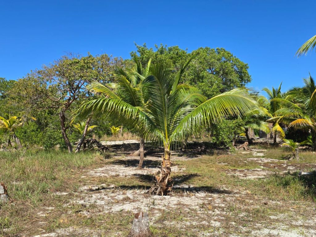 Listing ID: URE0682, Holland Beach Utila, Bay Islands, HN - Lot With Private Dock, Photo #