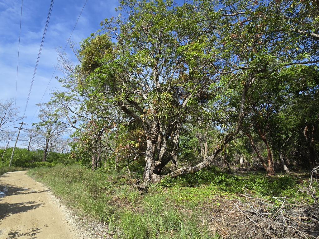 Listing ID: URE0683, Big Rock Utila, Bay Islands, HN - Indian Hill Lot, Photo #