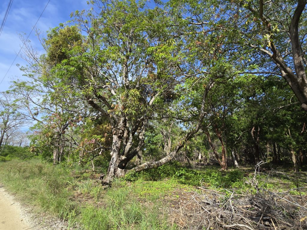 Listing ID: URE0683, Big Rock Utila, Bay Islands, HN - Indian Hill Lot, Photo #