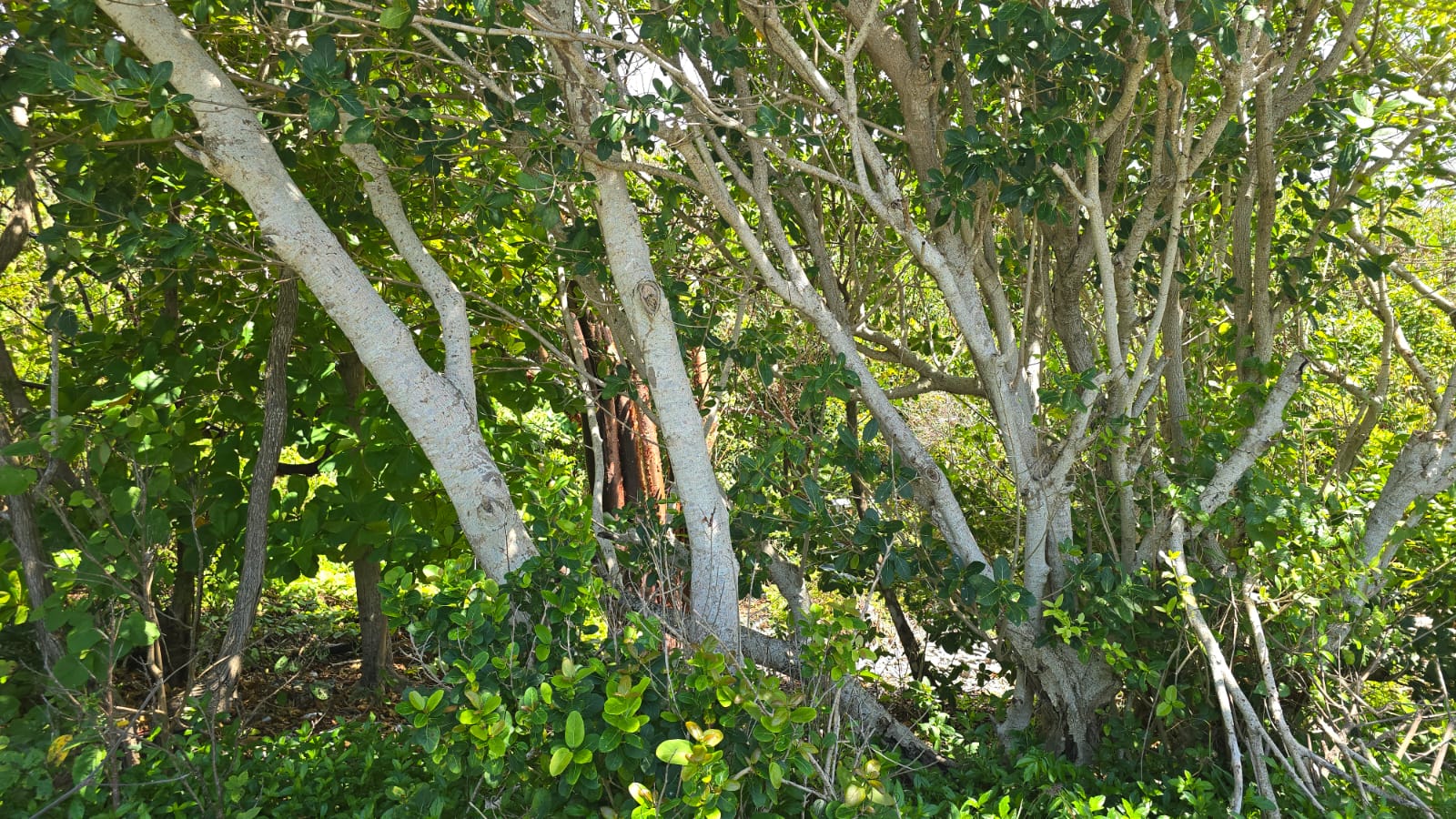 Listing ID: URE0691, Big Rock Utila, Bay Islands, HN - Big Rock oceanfront and back Lot with covered boat slip with bodega, Photo #