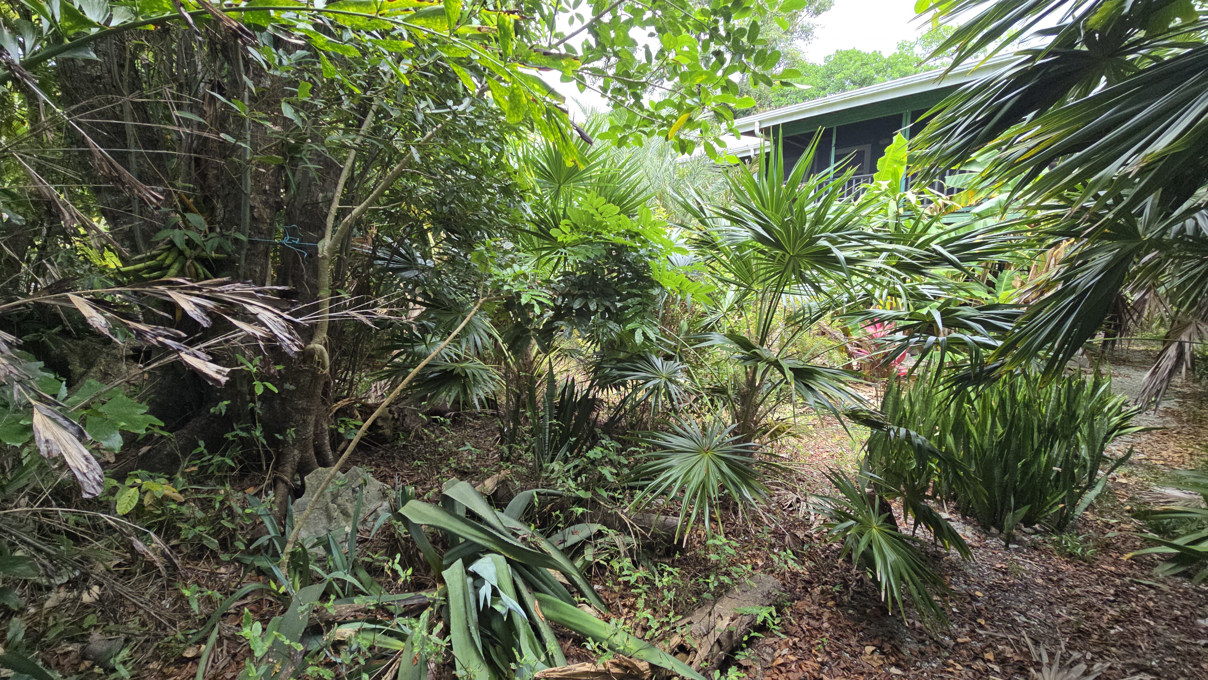 Listing ID: URE0701, Mariners Landing Utila, Bay Islands, HN - Green Haven Retreat, Photo #