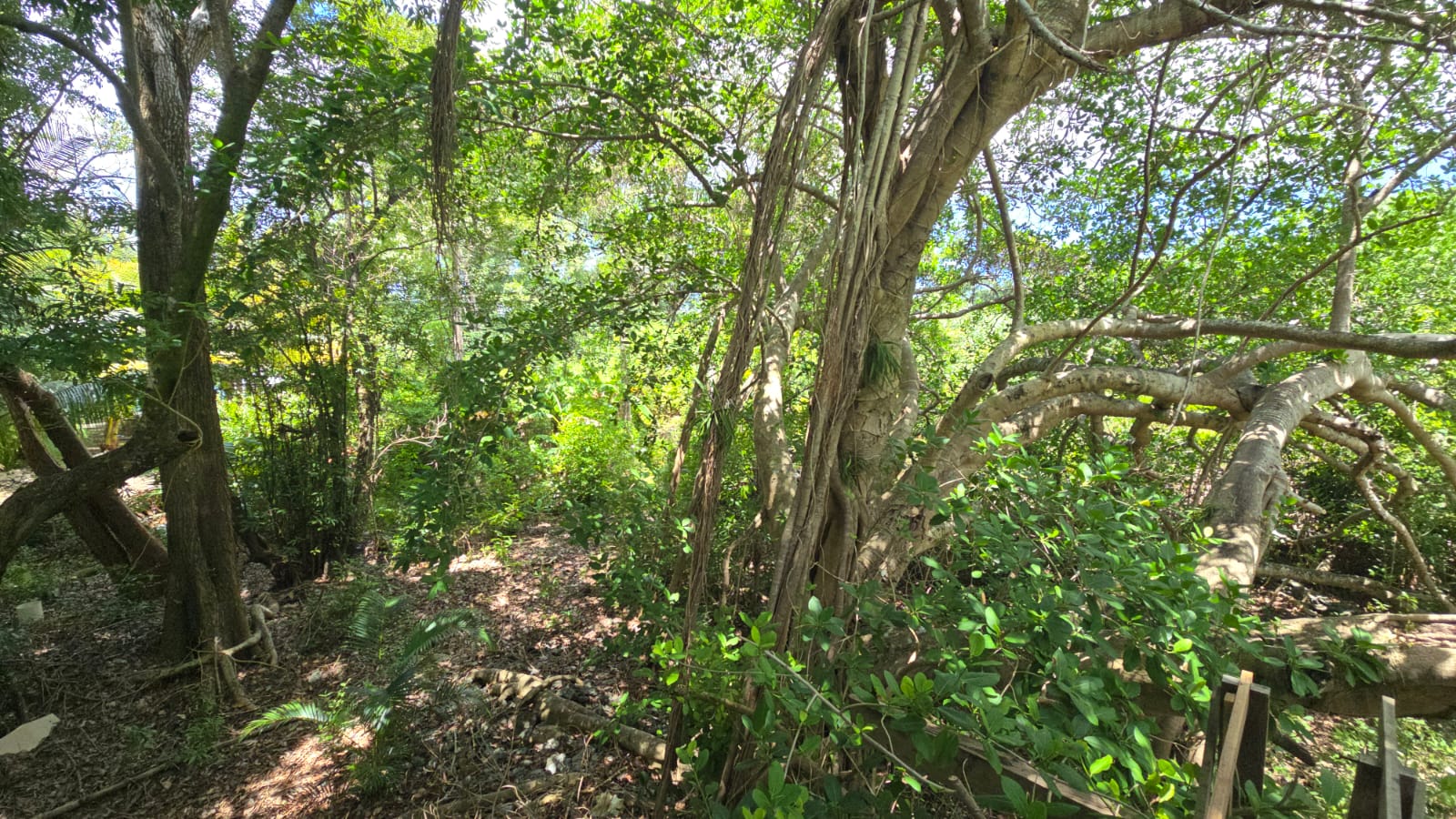 Listing ID: URE0701, Mariners Landing Utila, Bay Islands, HN - Green Haven Retreat, Photo #