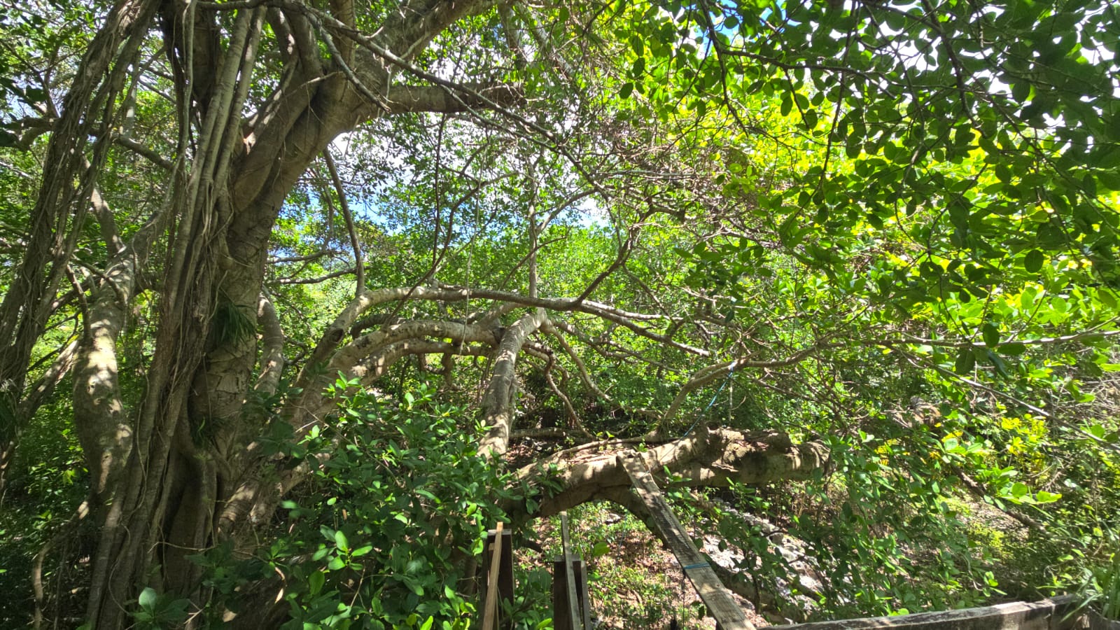 Listing ID: URE0701, Mariners Landing Utila, Bay Islands, HN - Green Haven Retreat, Photo #